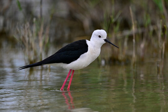 Black-winged stilt // Stelzenl&auml;ufer  (Himantopus himantopus)