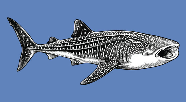 Detailed black and white whale shark illustration on blue background