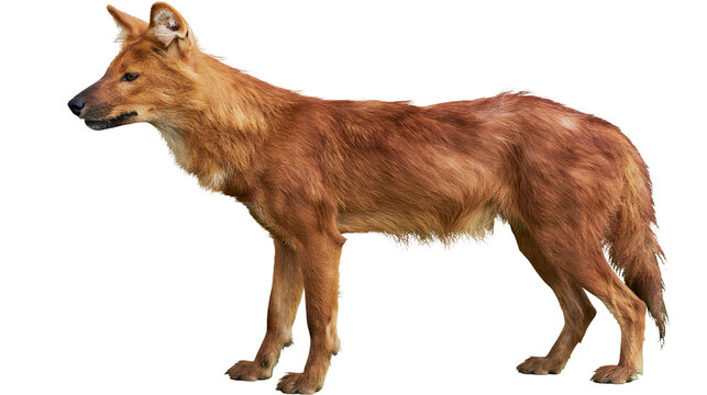 Reddish-brown dhole standing alert, isolated on transparent background