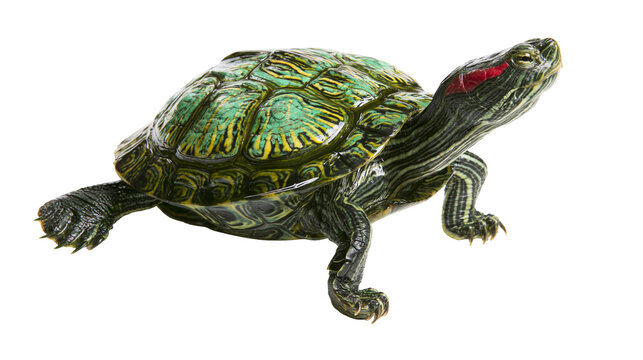 Red-eared slider turtle with green patterned shell, isolated on transparent background