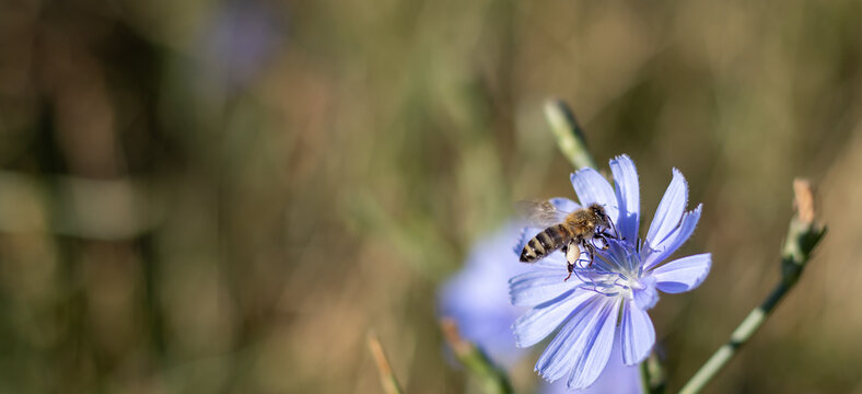 Honey bee with pollen baskets landing on a blue chicory flower close up with soft bokeh background