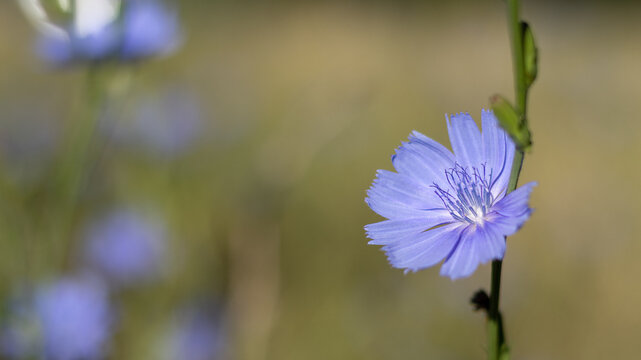 bee, honey bee, insect, pollination, chicory, flower, blue, blossom, plant, nature, macro, close up, summer, wildlife, green background, bokeh, natural, outdoor, flying, landing, pollen baskets, corbi