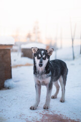 Black and white husky puppy stands still, looking at the camera in a snowy kennel near Malangen Fjord, Troms, Northern Norway © Fauren
