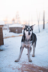 Black and white husky puppy stands still, looking at the camera in a snowy kennel near Malangen Fjord, Troms, Northern Norway © Fauren