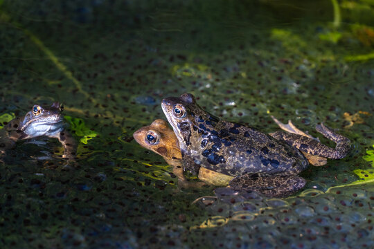Common frogs mating in amplexus beside another frog, surrounded by abundant frogspawn in a shallow pond during the spring breeding season.