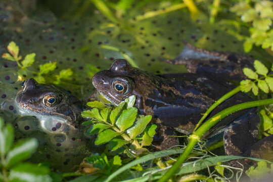 Two common frogs resting in a shallow garden pond among aquatic plants and clusters of frogspawn during the spring breeding season.