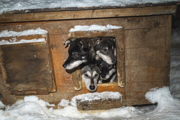Four husky puppies peer from a snowy wooden doghouse at night near Malangen Fjord in Troms, Northern Norway © Fauren