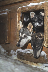 Four husky puppies peer from a snowy wooden doghouse at night near Malangen Fjord in Troms, Northern Norway © Fauren
