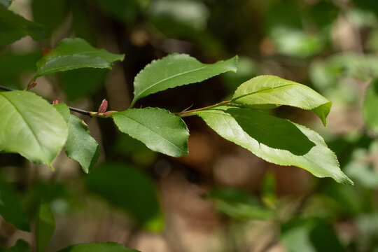 Fresh green leaves growing along a slender tree branch in dappled spring sunlight against a softly blurred natural background.