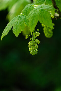Close-up of a hanging cluster of green sycamore maple flowers beneath fresh spring leaves against a dark blurred background.
