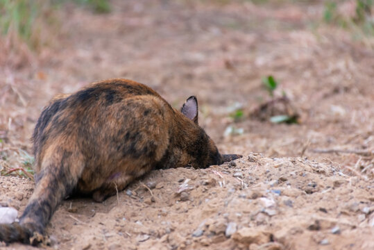 Domestic tortoiseshell cat digging into sandy ground natural outdoor surroundings capturing curious animal behavior playful instinct wildlife inspired pet activity