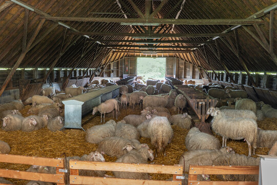 Large flock of sheep resting on straw inside a traditional wooden sheepfold in Ermelo, Gelderland, the Netherlands.