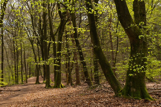 Peaceful woodland path winding among mature moss-covered trees and fresh green foliage in warm spring sunlight.