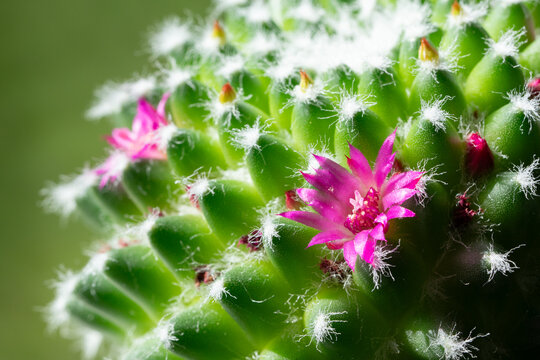 Macro close-up of vivid pink flowers blooming among green tubercles and soft white spines on a flowering cactus.