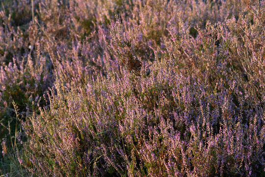 Blooming common heather covered with tiny purple flowers and glowing in warm evening sunlight across an open heathland.