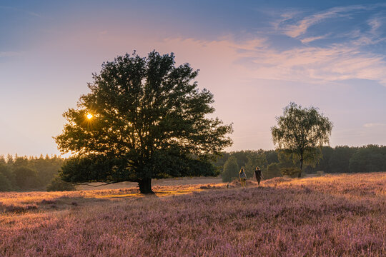 Two people and a dog walking through blooming purple heathland as the setting sun shines through a majestic solitary tree.