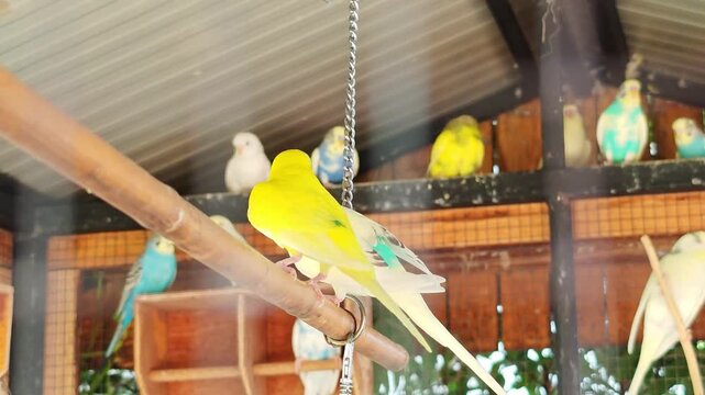 Budgerigar flying on perch in nest