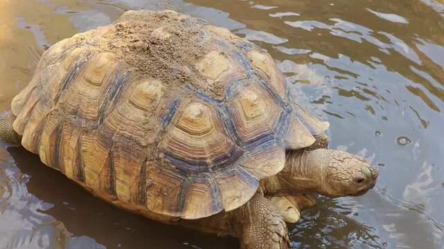 Sulcata tortoise, playing in water, walking