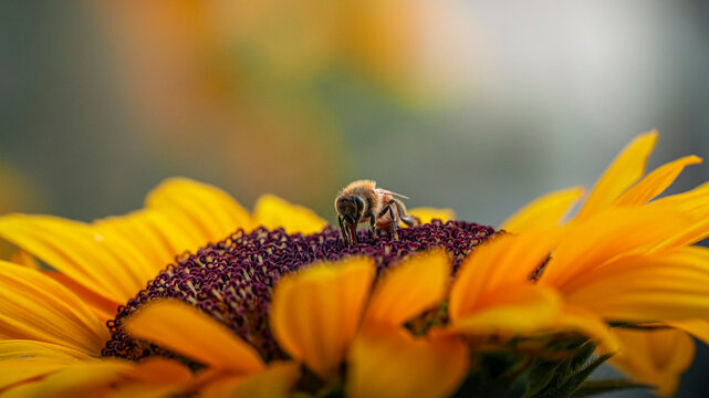 A honeybee on a sunflower