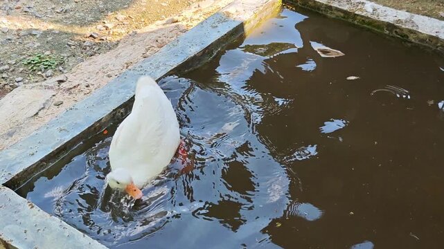 Call duck drinking water, swimming playfully in a bathtub.
