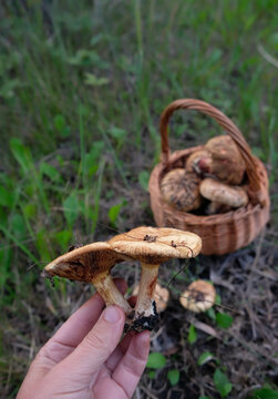 hand with paxillus involutus (brown Roll-rim) mushrooms close up, natural background. Beautiful image of picking wild forest mushrooms. harvest season. wild forest aesthetic. soft focus