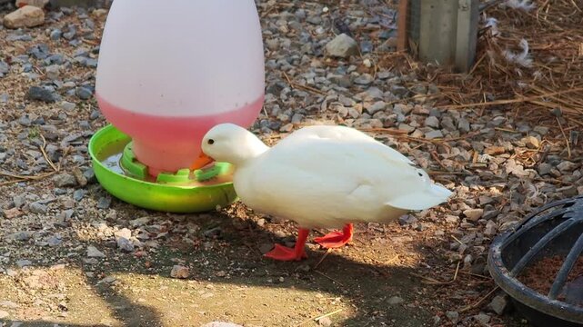 Call duck drinking water, swimming playfully in a bathtub.