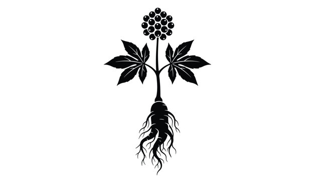 Black silhouette of a ginseng plant with leaves, berries, and a detailed root structure representing traditional herbal medicine.