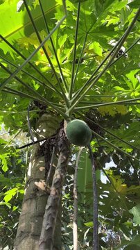 Green papaya fruit growing on a tropical tree with lush foliage in sunlight.