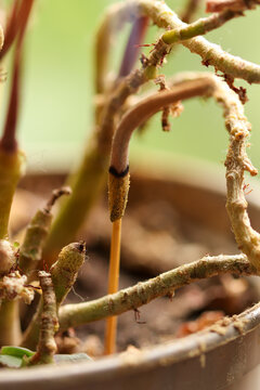 Close up of the natural beauty of nature