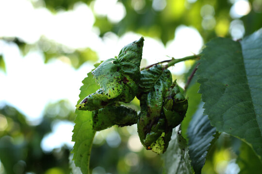cherry tree fresh leaves disease with black spots on them