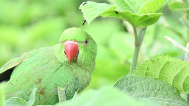 Rose-ringed parakeet bird. Its common name is Psittacula krameri,&nbsp;ring-necked parakeet and&nbsp;Indian Ringneck. It is a medium-sized&nbsp;parrot&nbsp;in the&nbsp;genus&nbsp;Psittacula, of the&nbsp;family&nbsp;Psittaculidae. wild bird.