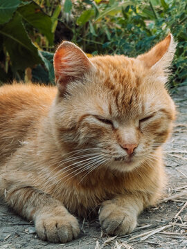 Ginger cat lying outdoors with eyes closed, relaxed summer garden scene.