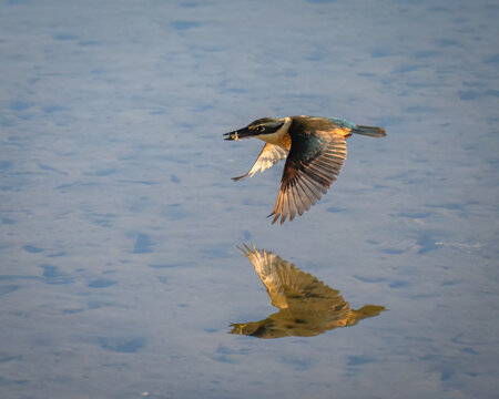 New Zealand Sacred Kingfisher reflected in water, flying with a crab in its bill. Auckland.