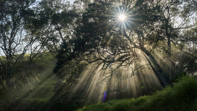 Sun starbursts shining through Pohutukawa trees in the fog. Mt Eden summit. Auckland.