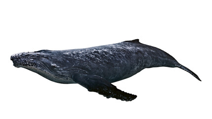 Dark blue humpback whale with textured skin, isolated on transparent background © STUDIOP