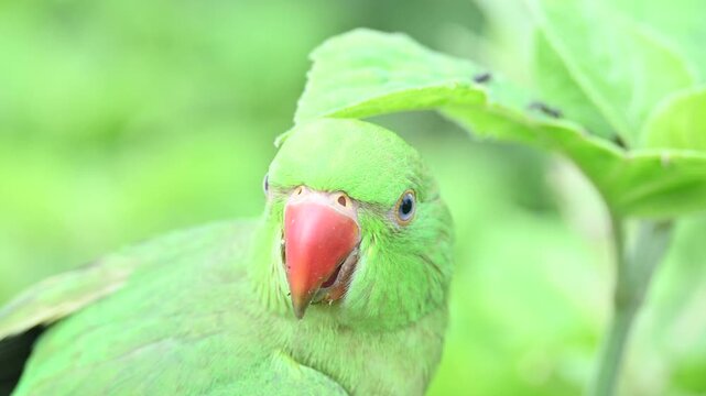 Rose-ringed parakeet bird. Its common name is Psittacula krameri,&nbsp;ring-necked parakeet and&nbsp;Indian Ringneck. It is a medium-sized&nbsp;parrot&nbsp;in the&nbsp;genus&nbsp;Psittacula, of the&nbsp;family&nbsp;Psittaculidae. wild bird.