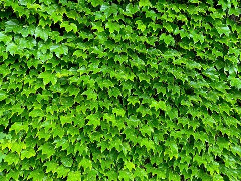 Fresh Green Ivy Leaves Background Texture in Summer