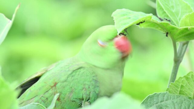 Rose-ringed parakeet bird. Its common name is Psittacula krameri,&nbsp;ring-necked parakeet and&nbsp;Indian Ringneck. It is a medium-sized&nbsp;parrot&nbsp;in the&nbsp;genus&nbsp;Psittacula, of the&nbsp;family&nbsp;Psittaculidae. wild bird.