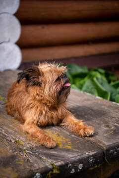 a griffon dog lies on a wooden floor