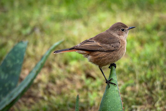 Familiar Chat - Gewone spekvreter(Oenanthe familiaris)
