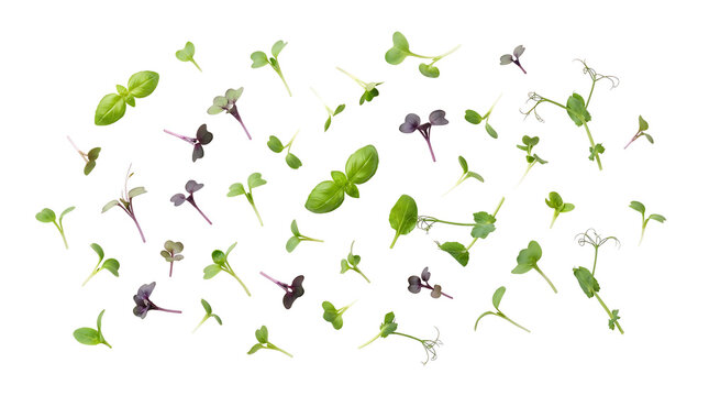 A vibrant assortment of fresh microgreens scattered across a clean white background, showcasing diverse leaf shapes and colors.