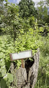Lemon verbena medicinal plant growing in a botanical garden on a sunny day