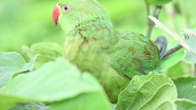 Rose-ringed parakeet bird. Its common name is Psittacula krameri,&nbsp;ring-necked parakeet and&nbsp;Indian Ringneck. It is a medium-sized&nbsp;parrot&nbsp;in the&nbsp;genus&nbsp;Psittacula, of the&nbsp;family&nbsp;Psittaculidae. wild bird.