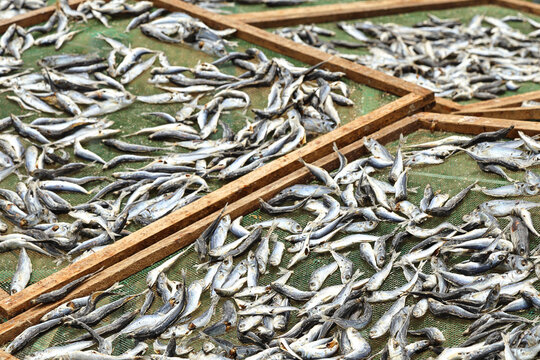 Small Fish Drying on Wooden Net Trays Outdoor