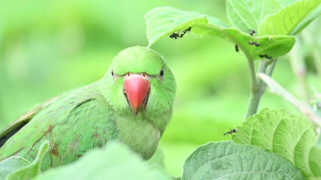Rose-ringed parakeet bird. Its common name is Psittacula krameri,&nbsp;ring-necked parakeet and&nbsp;Indian Ringneck. It is a medium-sized&nbsp;parrot&nbsp;in the&nbsp;genus&nbsp;Psittacula, of the&nbsp;family&nbsp;Psittaculidae. wild bird.
