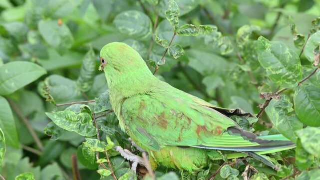 Rose-ringed parakeet bird. Its common name is Psittacula krameri,&nbsp;ring-necked parakeet and&nbsp;Indian Ringneck. It is a medium-sized&nbsp;parrot&nbsp;in the&nbsp;genus&nbsp;Psittacula, of the&nbsp;family&nbsp;Psittaculidae. wild bird.