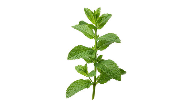 Fresh green mint sprig with vibrant leaves on a clean white background, ready for culinary use or garnish.