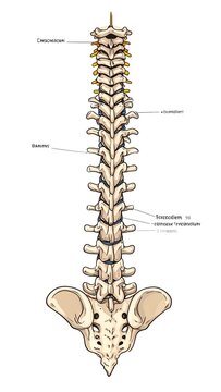 Human Spine Anatomy. (1)