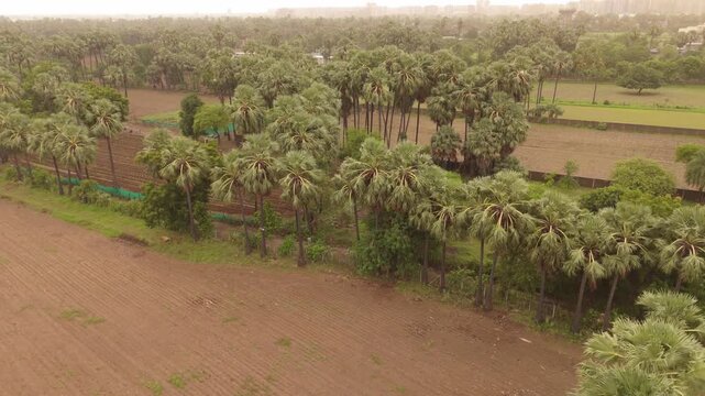 Aerial drone view of palm tree plantation and agricultural farmland in rural landscape near Surat Gujarat India