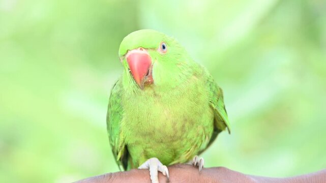 Rose-ringed parakeet bird. Its common name is Psittacula krameri,&nbsp;ring-necked parakeet and&nbsp;Indian Ringneck. It is a medium-sized&nbsp;parrot&nbsp;in the&nbsp;genus&nbsp;Psittacula, of the&nbsp;family&nbsp;Psittaculidae. wild bird.